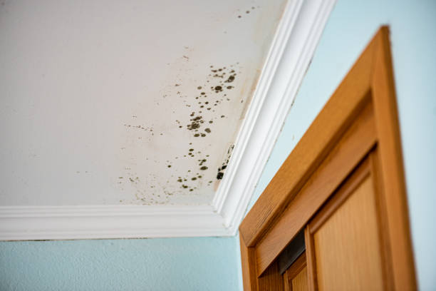 Mold Testing and Removal in Leetsdale, PA