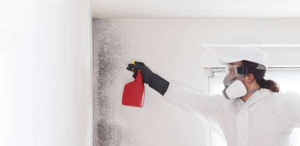 Best Office Mold Removal Services  in Leetsdale, PA