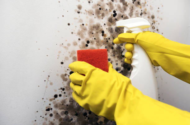Certified Mold Removal in Leetsdale, PA