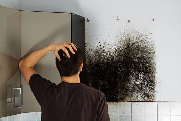Best Attic Mold Removal  in Leetsdale, PA